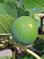 Macro of figs on a fig tree