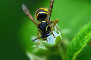 nahaufnahme einer gelb gestreiften wespe an einer kleinen blüte im garten
