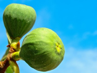 Macro of figs on a fig tree