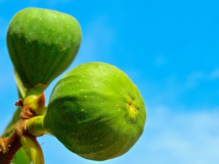 Macro of figs on a fig tree