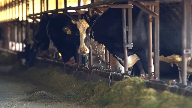 Cows feeding process on modern farm. Close up cow feeding on milk farm. Cow on dairy farm eating hay. Tractor driving in farm barn. Cowshed