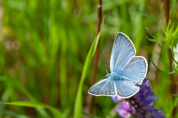 Blue butterfly on the grass. Macro photography.