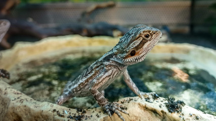 lizard on a rock