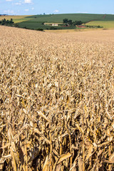BRASIL, ROLÂNDIA, PR. 28/02/2013. MILHO. Plantação de milho, no município de Rolândia, PR. – FOTO: ALF RIBEIRO