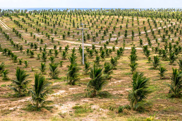 Fototapeta na wymiar Coconut plantation in the north coast of Bahia, in the northeastern region of Brazil