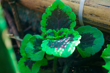 amaranto plantas