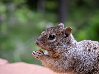 Naklejka na ściany i meble Portrait of a Squirrel Eating Food
