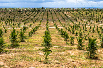 Fototapeta na wymiar Coconut plantation in the north coast of Bahia, in the northeastern region of Brazil