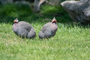 Perlhuhn