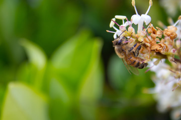 bee on flower