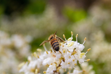 bee on flower