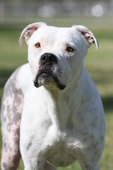 Obraz premium All white pitbull posing