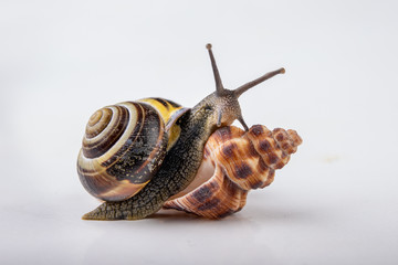 Live snail and empty mushes left on a light table. Snail in search of a new home.