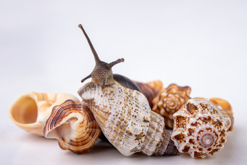 Live snail and empty mushes left on a light table. Snail in search of a new home.