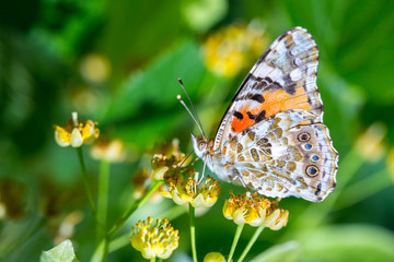 Painted Lady butterfly (Vanessa cardui) feeds on a nectar of flowers of Linden tree
