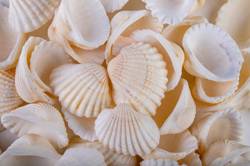 Various snail shells poured onto the table. Colorful shells of molluscs.