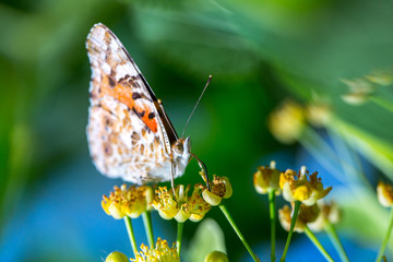 Painted Lady butterfly (Vanessa cardui) feeds on a nectar of flowers of Linden tree