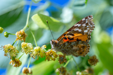 Painted Lady butterfly (Vanessa cardui) feeds on a nectar of flowers of Linden tree