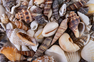Various snail shells poured onto the table. Colorful shells of molluscs.