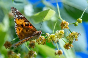 Painted Lady butterfly (Vanessa cardui) feeds on a nectar of flowers of Linden tree