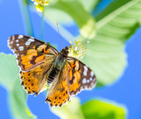 Painted Lady butterfly (Vanessa cardui) feeds on a nectar of flowers of Linden tree