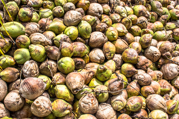 Dry coconut on field in Bahia state, Brazil