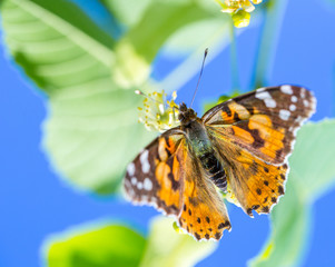 Painted Lady butterfly (Vanessa cardui) feeds on a nectar of flowers of Linden tree
