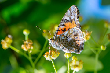 Painted Lady butterfly (Vanessa cardui) feeds on a nectar of flowers of Linden tree
