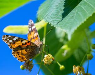 Painted Lady butterfly (Vanessa cardui) feeds on a nectar of flowers of Linden tree