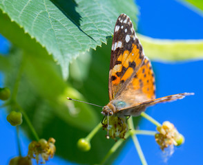 Painted Lady butterfly (Vanessa cardui) feeds on a nectar of flowers of Linden tree