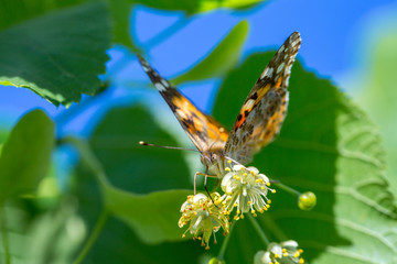 Painted Lady butterfly (Vanessa cardui) feeds on a nectar of flowers of Linden tree