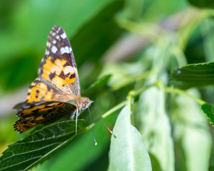 Painted Lady butterfly (Vanessa cardui) feeds on a nectar of flowers of Linden tree