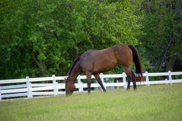 horse on pasture