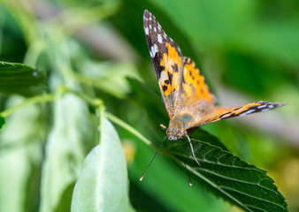 Fototapeta na wymiar Painted Lady butterfly (Vanessa cardui) feeds on a nectar of flowers of Linden tree