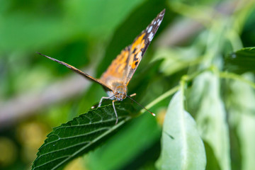 Painted Lady butterfly (Vanessa cardui) feeds on a nectar of flowers of Linden tree