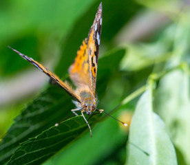 Painted Lady butterfly (Vanessa cardui) feeds on a nectar of flowers of Linden tree