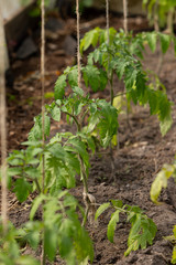 Tomato plants planted in spring. Tomatoes in the garden.