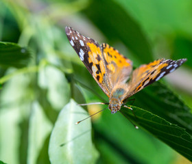 Painted Lady butterfly (Vanessa cardui) feeds on a nectar of flowers of Linden tree