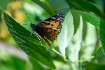 Painted Lady butterfly (Vanessa cardui) feeds on a nectar of flowers of Linden tree