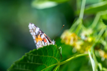 Painted Lady butterfly (Vanessa cardui) feeds on a nectar of flowers of Linden tree