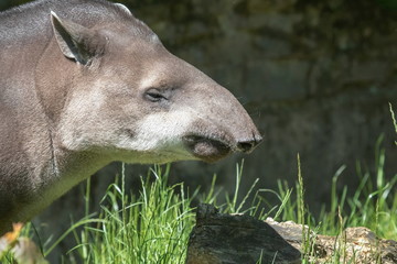 Tapir