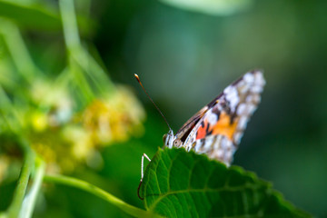 Painted Lady butterfly (Vanessa cardui) feeds on a nectar of flowers of Linden tree