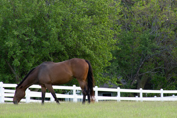 horse in field