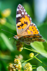 Painted Lady butterfly (Vanessa cardui) feeds on a nectar of flowers of Linden tree