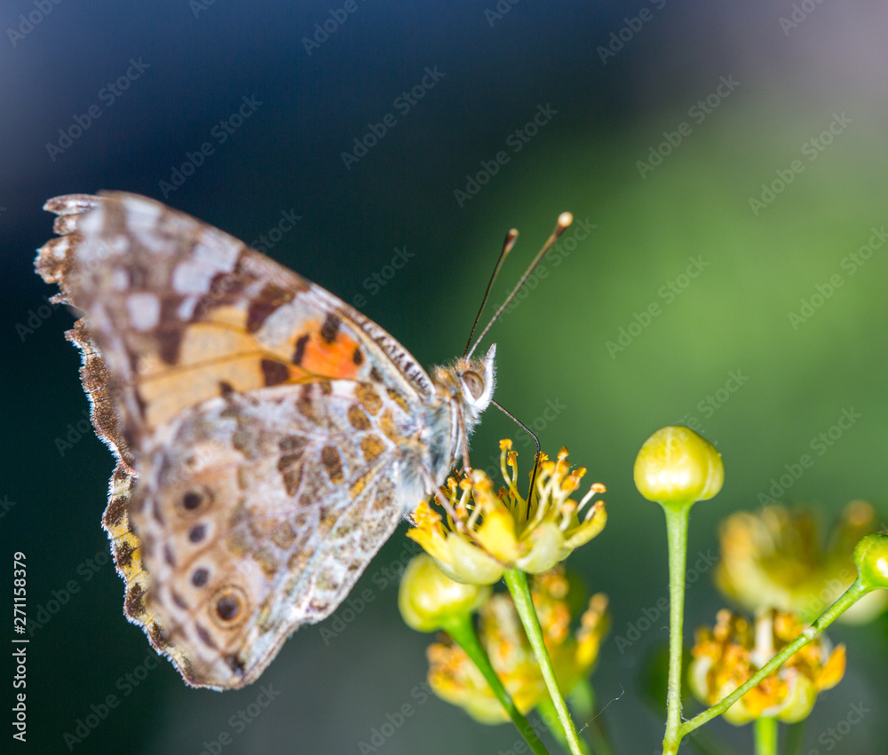 Wall mural Painted Lady butterfly (Vanessa cardui) feeds on a nectar of flowers of Linden tree