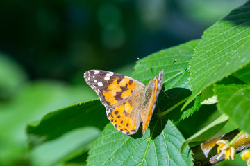 Painted Lady butterfly (Vanessa cardui) feeds on a nectar of flowers of Linden tree