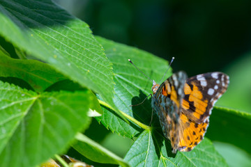 Painted Lady butterfly (Vanessa cardui) feeds on a nectar of flowers of Linden tree