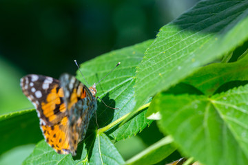 Painted Lady butterfly (Vanessa cardui) feeds on a nectar of flowers of Linden tree