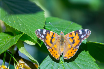 Painted Lady butterfly (Vanessa cardui) feeds on a nectar of flowers of Linden tree