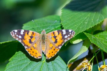 Fototapeta premium Painted Lady butterfly (Vanessa cardui) feeds on a nectar of flowers of Linden tree